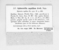 Mycosphaerella aquilina image